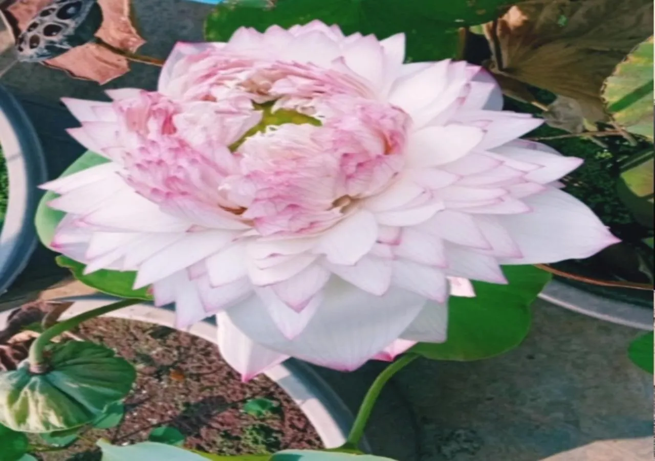 Raelyn'S Homestay Kochi India