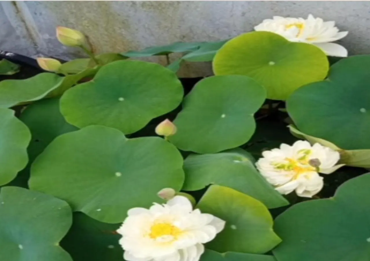 Raelyn'S Homestay Kochi
