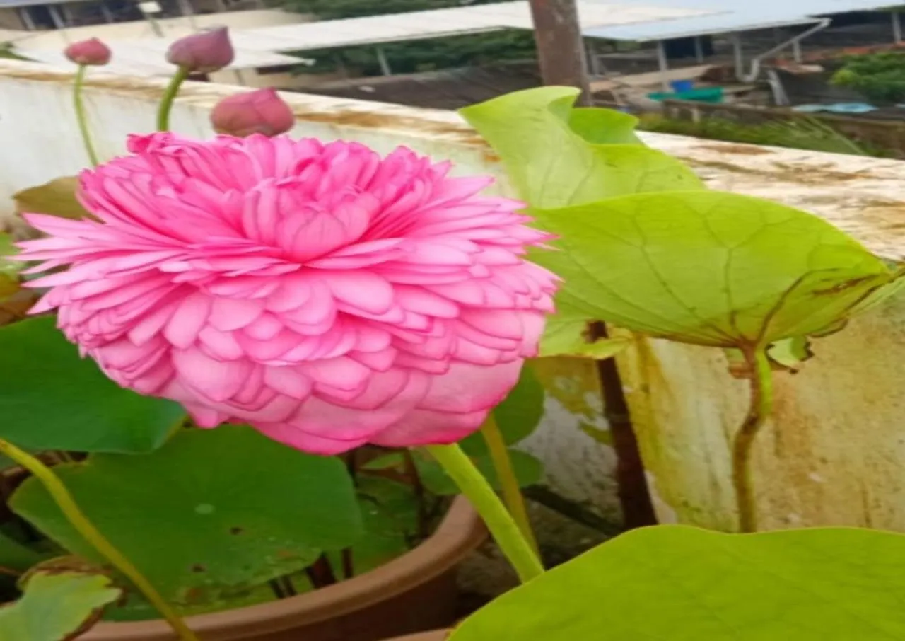 Raelyn'S Homestay Kochi India